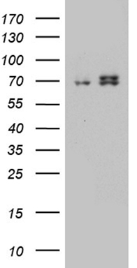 HADHA Antibody