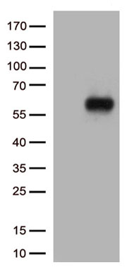 HADHA Antibody