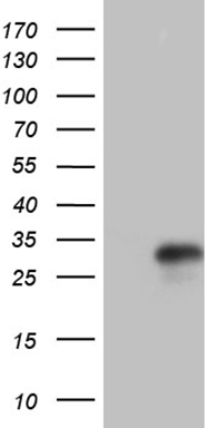 HR Antibody