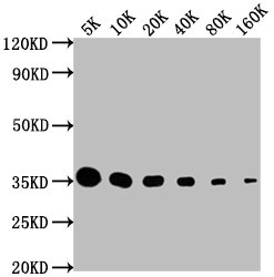 HA Tag Antibody