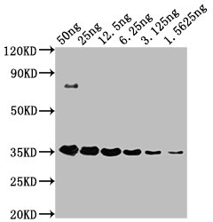 HA Tag Antibody