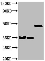 HA Tag Antibody