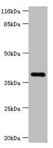 HAVCR1 Antibody
