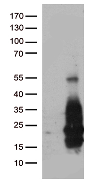 HB EGF Antibody