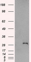 HB EGF Antibody