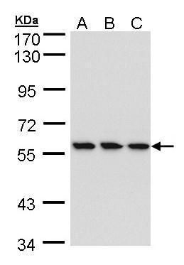 IKK beta Rabbit Polyclonal Antibody