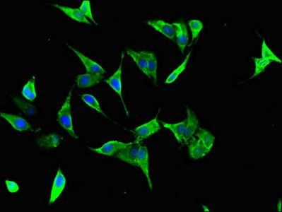 HCFC1 Antibody