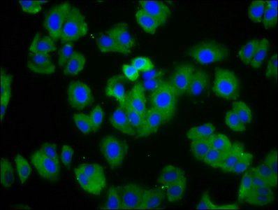 HCN1 Antibody