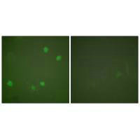 HDAC3 Antibody