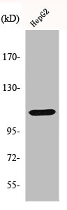 HDAC9 Antibody