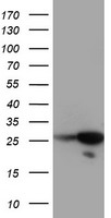 HDHD2 Antibody