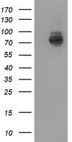HDHD2 Antibody