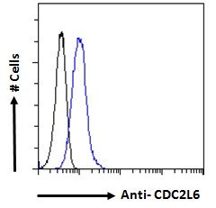 CDC2L6 Antibody