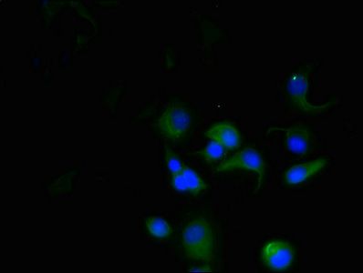 HAVCR2 Antibody