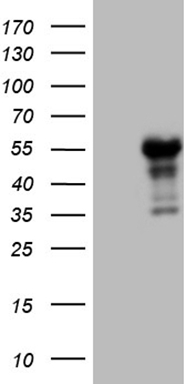 HGF Antibody