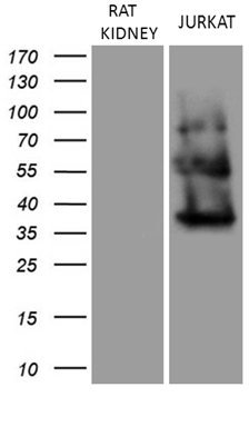 hHR23b Antibody