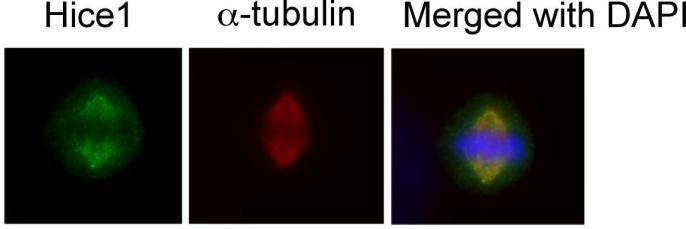 Hice1 Rabbit Polyclonal Antibody