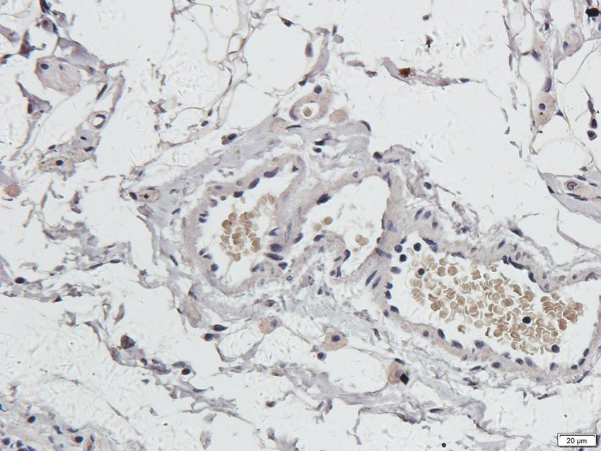 HIF-1alpha Rabbit Polyclonal Antibody