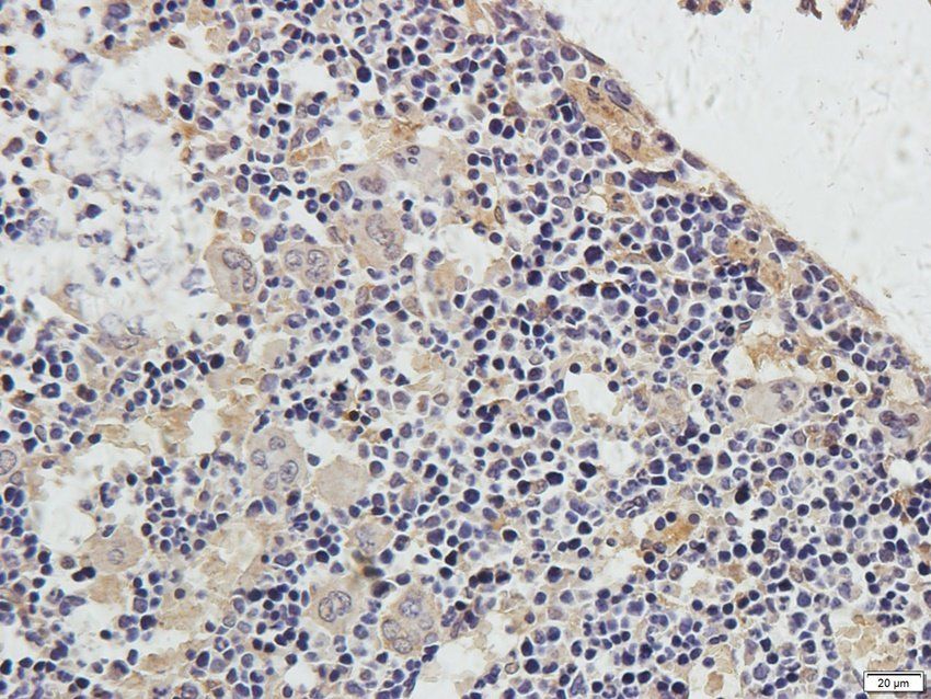 HIF-1alpha Rabbit Polyclonal Antibody