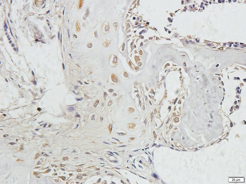 HIF-1alpha Rabbit Polyclonal Antibody