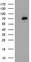 HIF1 beta Antibody