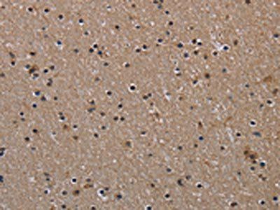 HIF1A Antibody
