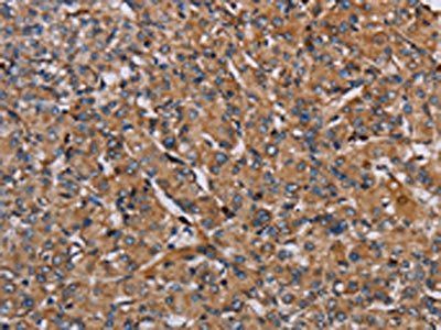 HIF1A Antibody