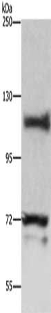 HIF1A Antibody