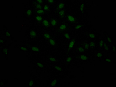 HIF1A Antibody