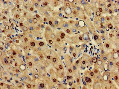 HIF3A Antibody