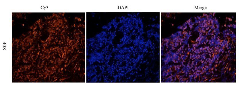 HIG2 Rabbit Polyclonal Antibody