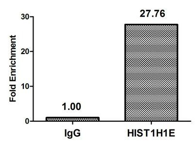 HIST1H1E Antibody