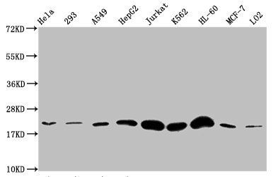 HIST1H1E Antibody