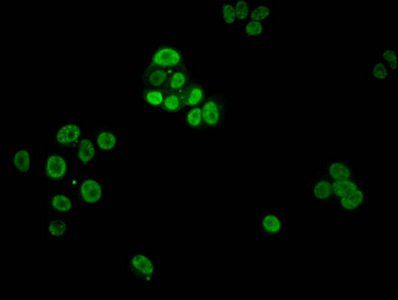 HIST1H1E Antibody