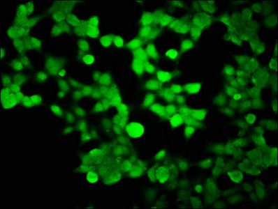 HIST1H2BK Antibody