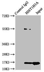 HIST1H3A (Ab-122) Antibody