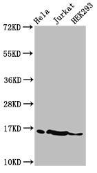 HIST1H3A (Ab-17) Antibody