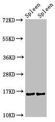 HIST1H3A (Ab-36) Antibody