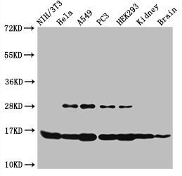 HIST1H3A (Ab-4) Antibody
