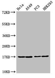HIST1H3A (Ab-9) Antibody
