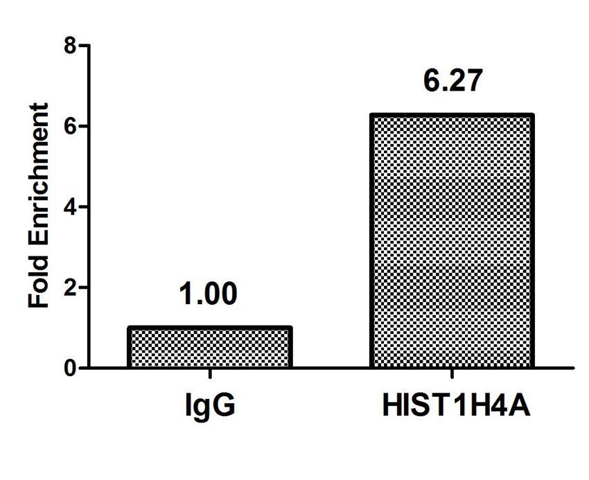 HIST1H4A Antibody