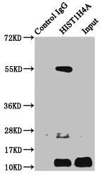 HIST1H4A Antibody