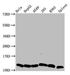 HIST1H4A Antibody