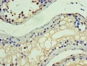 KAT7 Antibody