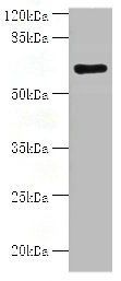KAT7 Antibody