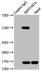 HIST1H3A (Ab-128) Antibody