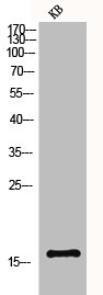 Histone H3 Antibody