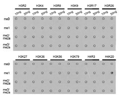 HIST3H3 Antibody