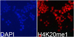 HIST3H3 Antibody
