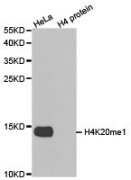 HIST3H3 Antibody